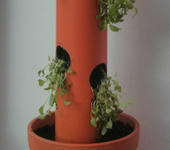 Thumbnail Image for Salatbaum